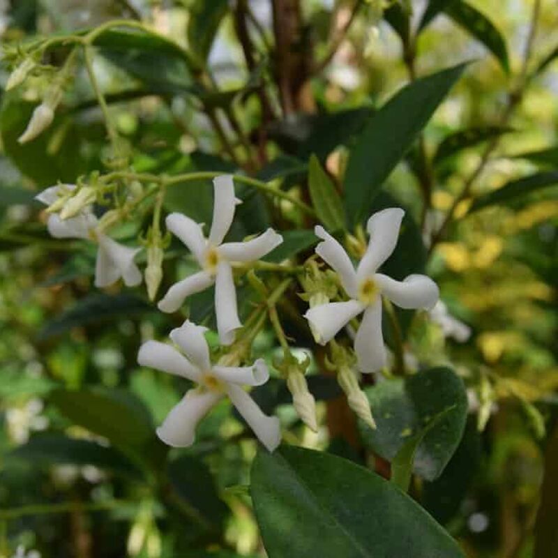 Trachelospermum jasminoides 200-250 cm